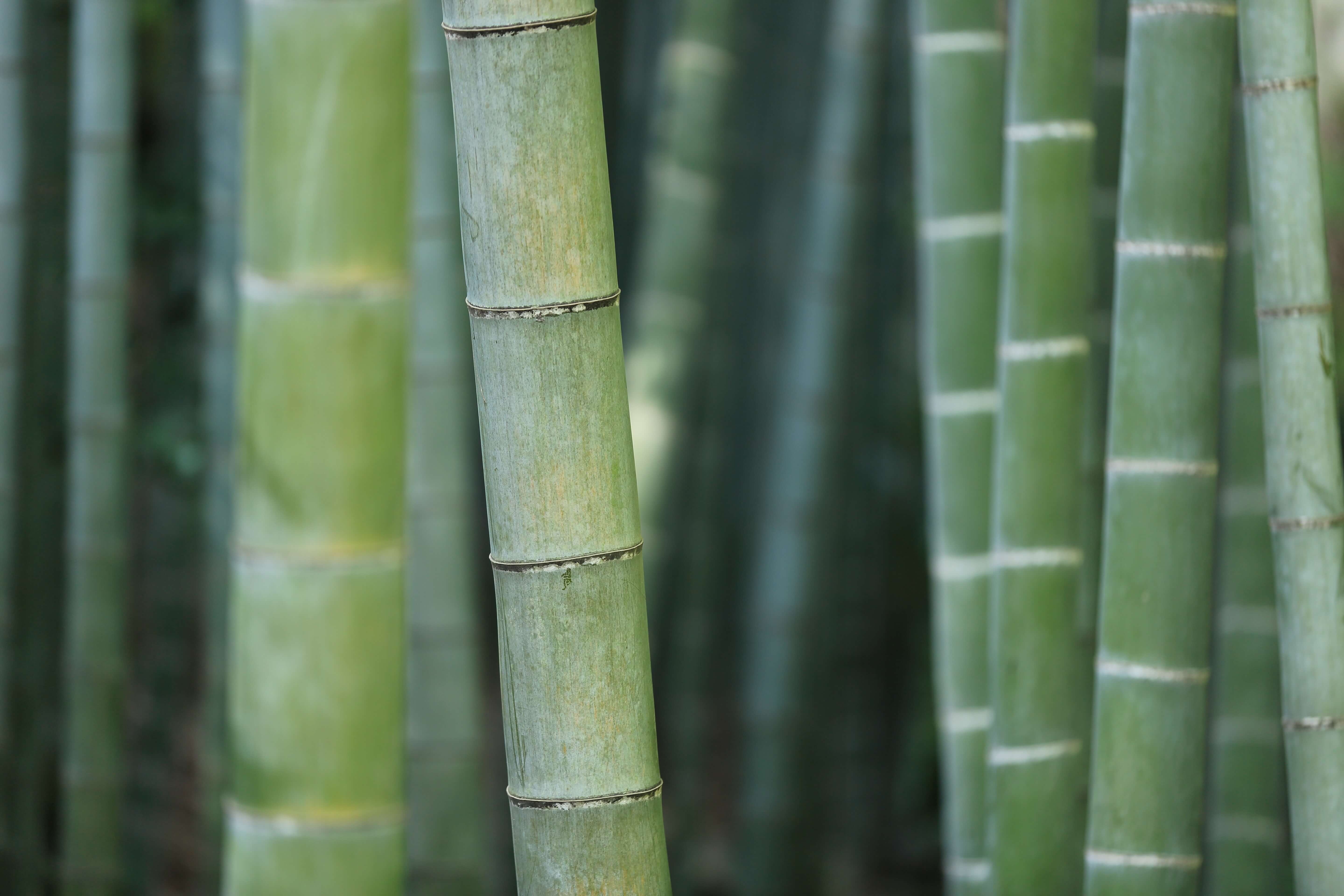 Bamboo Packaging: A Sustainable Molded Fiber Option | Golden Arrow