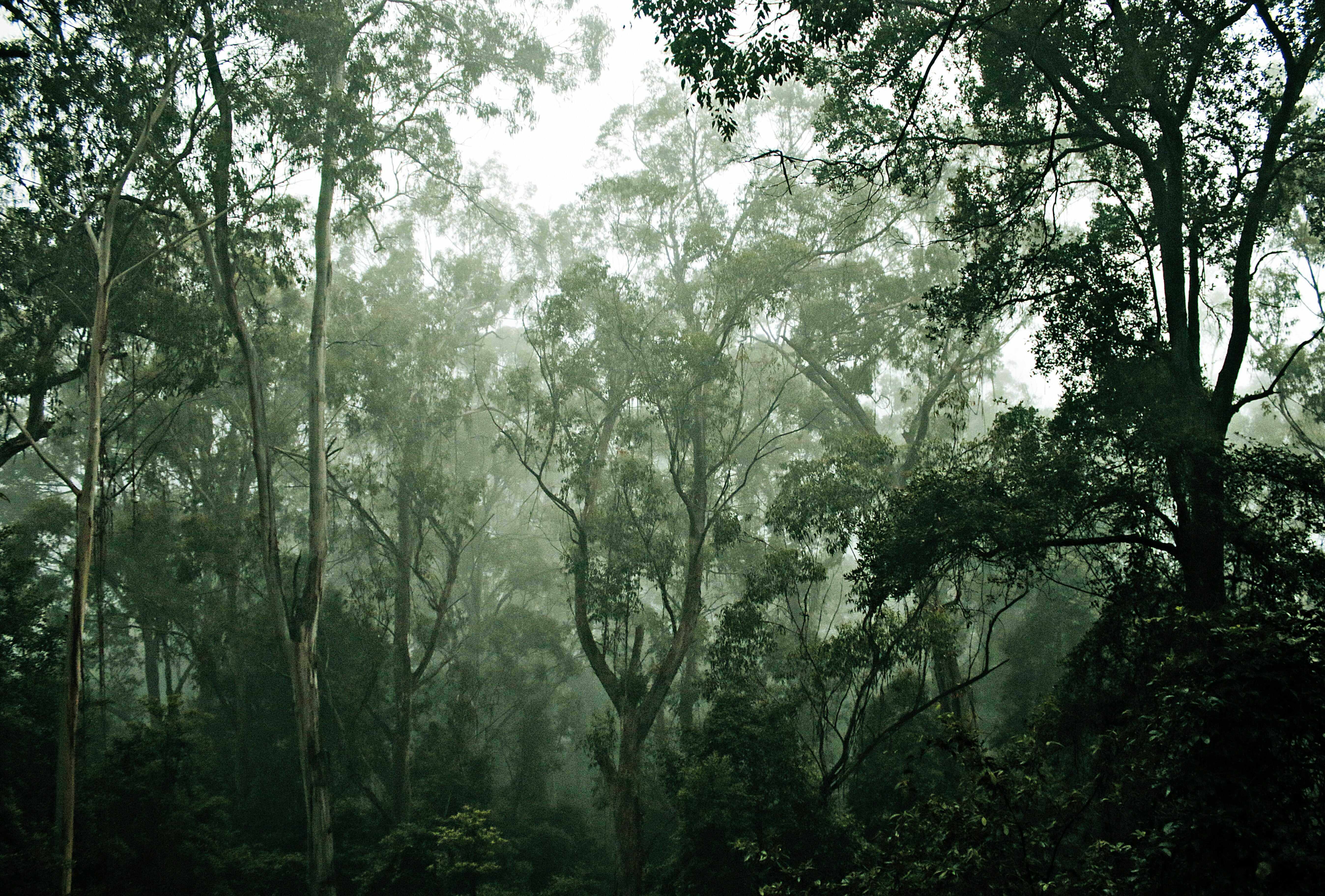 Australia's Rainforest