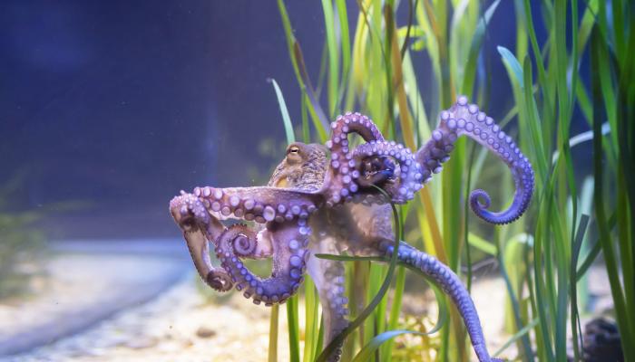 Purple octopus in the ocean next to seaweed