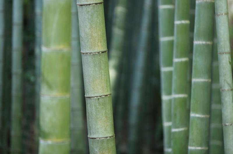 Bamboo Packaging