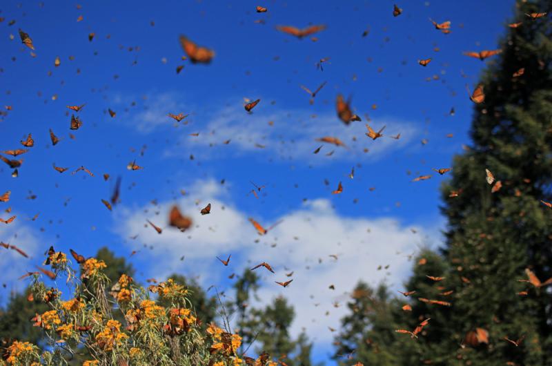 Monarch Butterfly Migration 